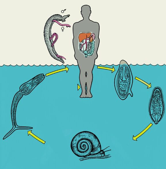 Diagrama do ciclo de vida do Schistosoma