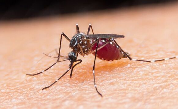 mosquito é o portador de parasitas protozoários e malária