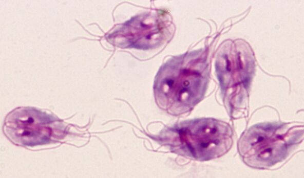 os parasitas mais simples da lamblia no corpo humano