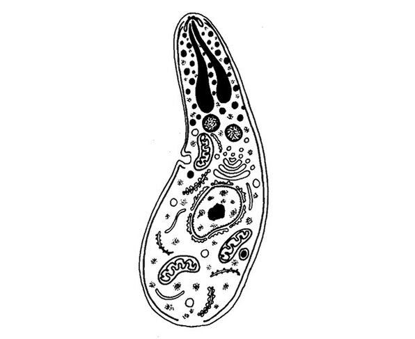 parasitas protozoários