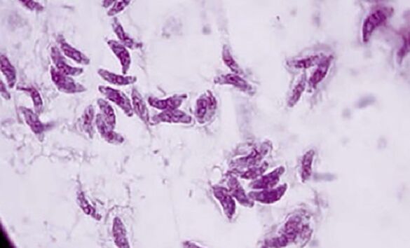 protozoário parasita toxoplasma gondii o agente causador da toxoplasmose