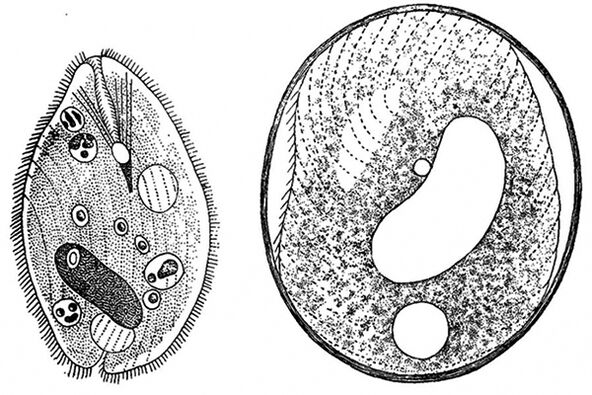 protozoários parasitas de balantidia