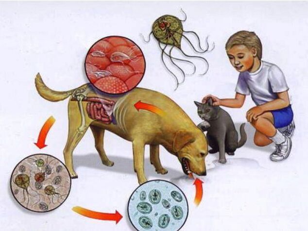 maneiras de infectar uma criança com parasitas