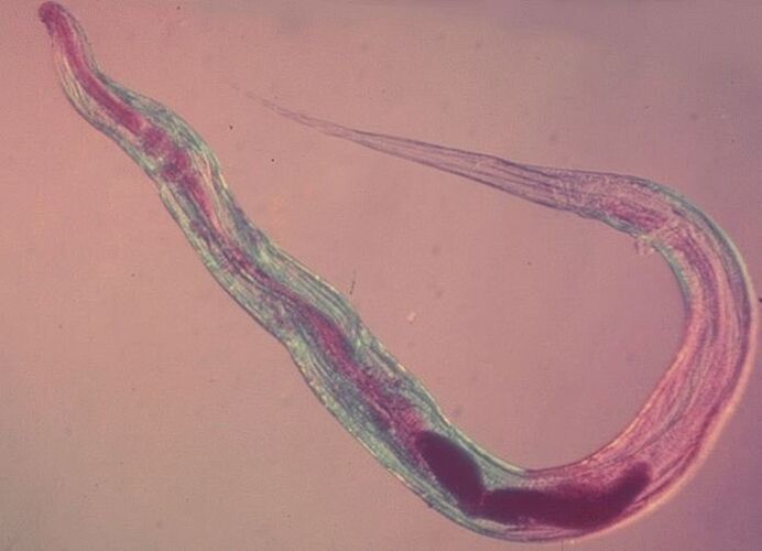 Pinworm sob o microscópio